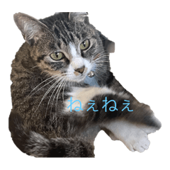 aoi_20221203203625