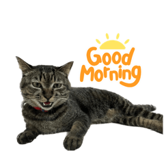 Meaw cat cute of mali