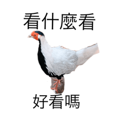 牧場動物的貼圖