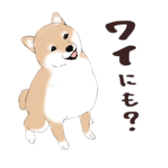 Shiba inu is cool