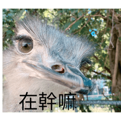 後宮牧場的動物們