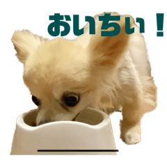 Alice_20221204135359