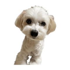 mizuki_20221204151714