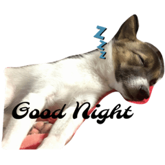 Natsumi_20221204162621