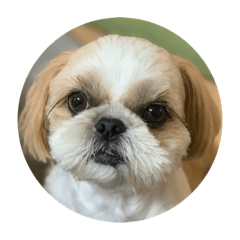 dog #shihtzu