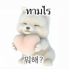 Thai Korean TH KR Samoyed slt
