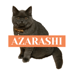 AZARASHI cat HAMACHI