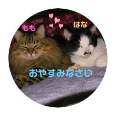 yuka_20221204232759