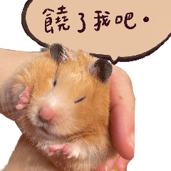 hamster daily reply