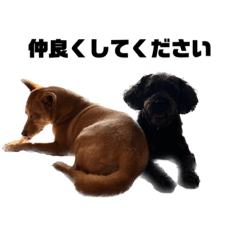 MIX犬とMIX犬season1219