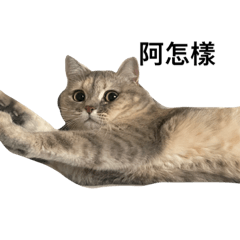 Mujicat 公主駕到