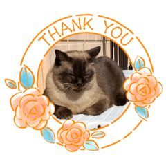 yukari_20221205221055