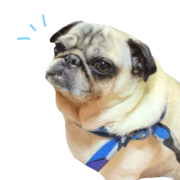 Question sticker of the animal
