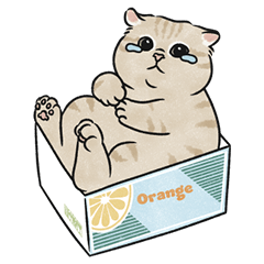 oba cat4 - cream ginger cat sticker