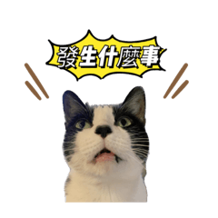 馬胡家的喵喵