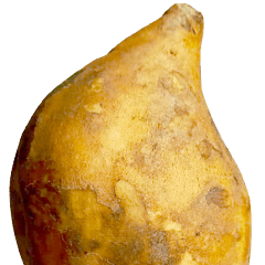 Jessie-34-Big-sweet potato