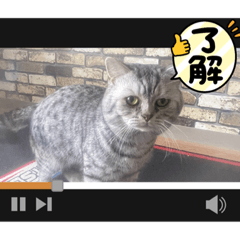 tommy_20221203171653