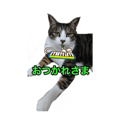 TOM_1017