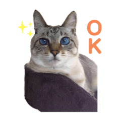 hikari_20221206130459