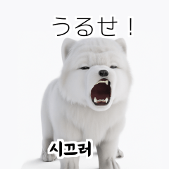 Samoyed KR EN JP TH CN TW _xW