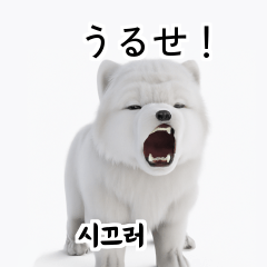 Samoyed KR EN JP TH CN TW _Im