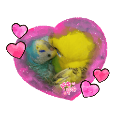 My Love Parakeet