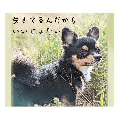 misa_20221207035856