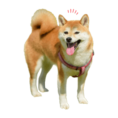 Shibainu Yu Hana