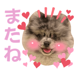Pomeranian_Rizumo1