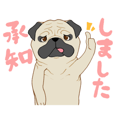Hello, we are "kawaii" Pug dog!