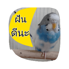 penguin_20221206194828