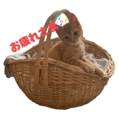 nozomi_20221207180352