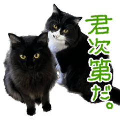 Black and white cats (Japanese)