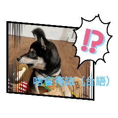 黑柴柴我叫麻糬啦