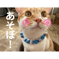 yokko_20221208193208