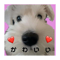 omochi_20221209023311
