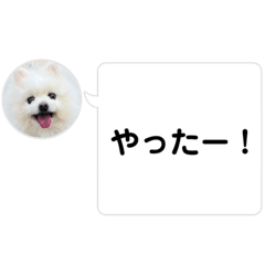 pomeranian dog shiromaru15