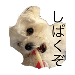 Hikaru_20221208194430