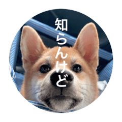 OMO_20221208223729
