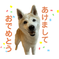 Shiho_20221209132859