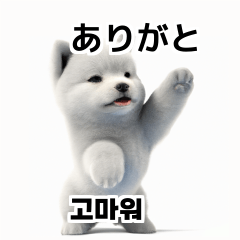 Samoyed Dog KR EN JP TH CN TW yVJ