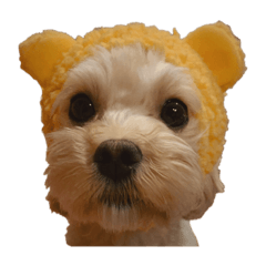 Our lovely & funny dogs