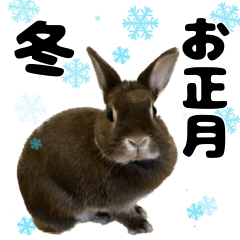 Rabbit Coo in winter