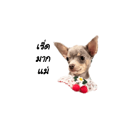 Wawablack_20221209114042