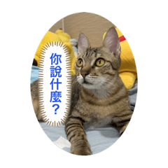 我家的貓貓大集合合合合合