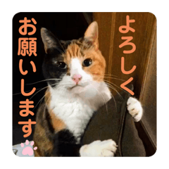 yukari_20221210001642