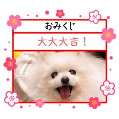 pomeranian dog shiromaru16
