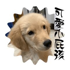 布丁狗-2