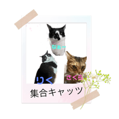 yuka_20221209202848