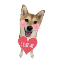 Shiba咪嚕